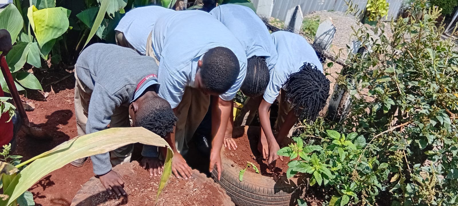 Learners tending the school's tyre garden as part of Agriculture activities